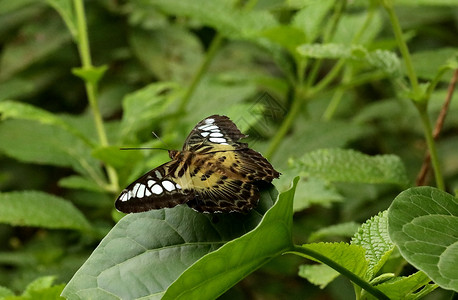 西尔维亚蝴蝶西维亚岛萨米隆谢蒂的蝴蝶公园贝卢瓦伊卡纳塔印度语背景