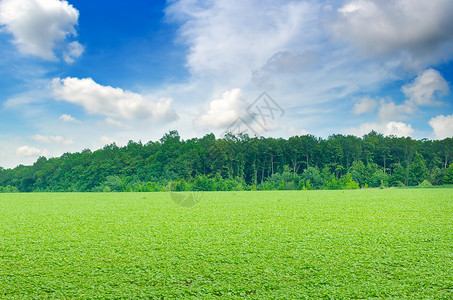绿熟的大豆田地农业貌背景图片