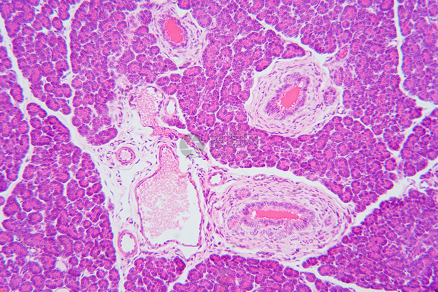 Pancres区有机背景图片