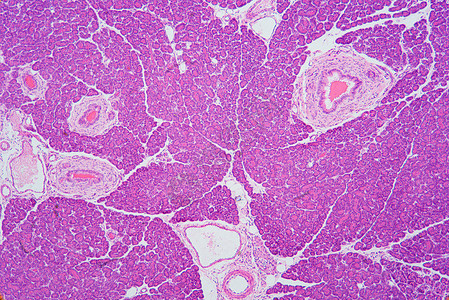 Pancres区有机背景图片