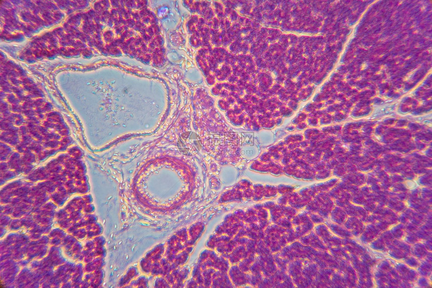 Pancres区域相对比显微镜观测方法图片