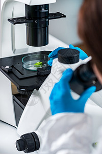 实验室技术员用显微镜检查植物组织图片