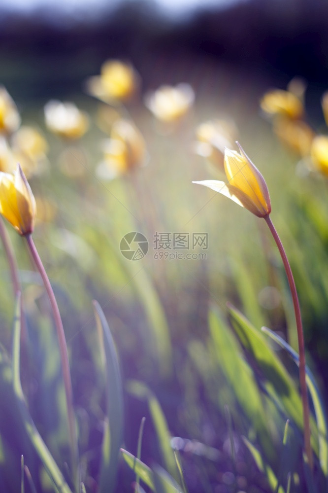 日落时的草地上美丽黄色郁金香图片