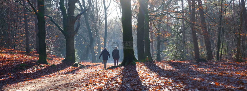 在秋天的阳光明媚一天在秋杜奇市乌特勒支附近有两人在秋天的森林中行走图片