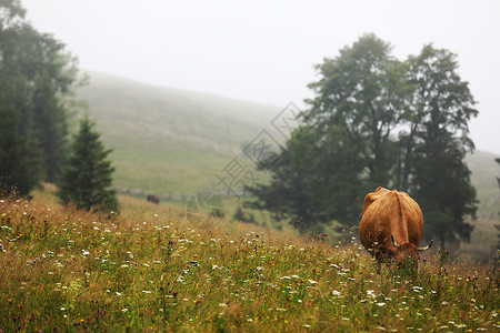 一头红牛在夏天的草原上放牧其背景是山岳公牛的年份山上农庄牛的放牧图片