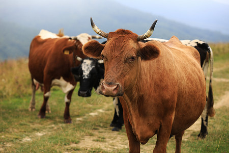 秋天的云彩风景牧牛在新的绿色山地牧场上放野外红牛以摄像形式寻找历时201年公牛历秋天的云彩风景红牛在野外寻找红牛以摄像形式寻找历背景图片