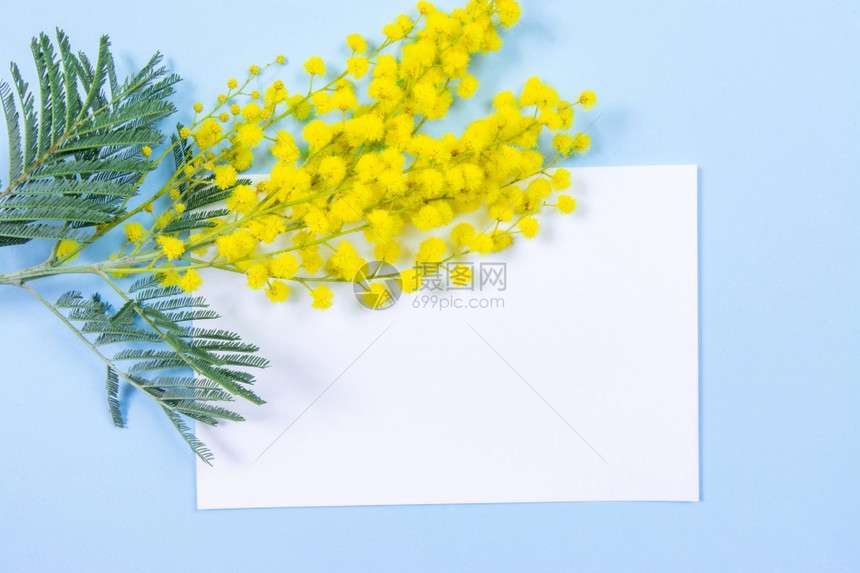 蓝色背景的miosa花朵和纸页供您留言或文字使用3月8日妇女节符号和春天图片
