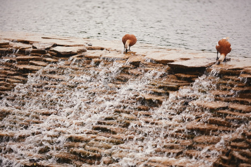 野鸭在湖中游泳寻找食物图片