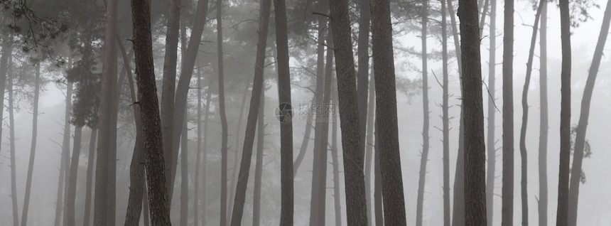冬天在霍兰的泽斯人和德瑞贝根附近雾松林图片