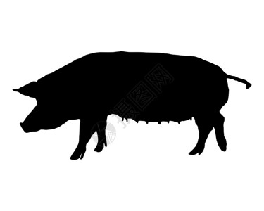 牛骨面白黑披猪的面设计图片