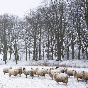 雪中绵羊覆盖草地靠近内河勒舍斯海拔林门外的草地背景图片