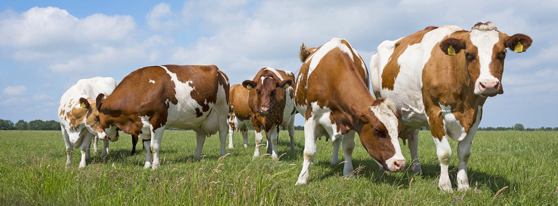 红白牛和奶在白云的蓝天空下在白云阴地绿草荷兰地白牛和背景图片