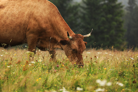 一头红牛在夏天的草原上放牧其背景是山岳公牛的年份山上农庄牛的放牧背景图片