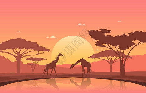 非洲野生动物长颈鹿剪影图片