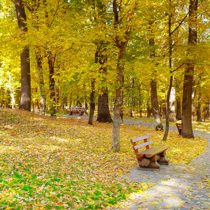 一个美丽的秋天公园有小巷和长椅可以放松图片