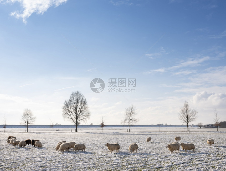 在蓝天和云下阴地雪和树木下用草的绵羊和雪树在蓝天白云下图片