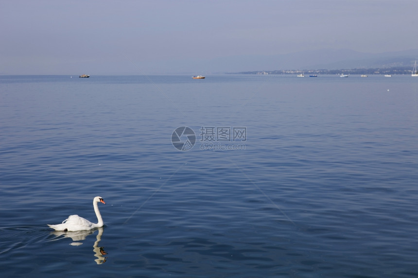 美丽的白天鹅位于瑞士洛桑湖图片