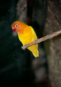 树枝上的小橙鸟图片