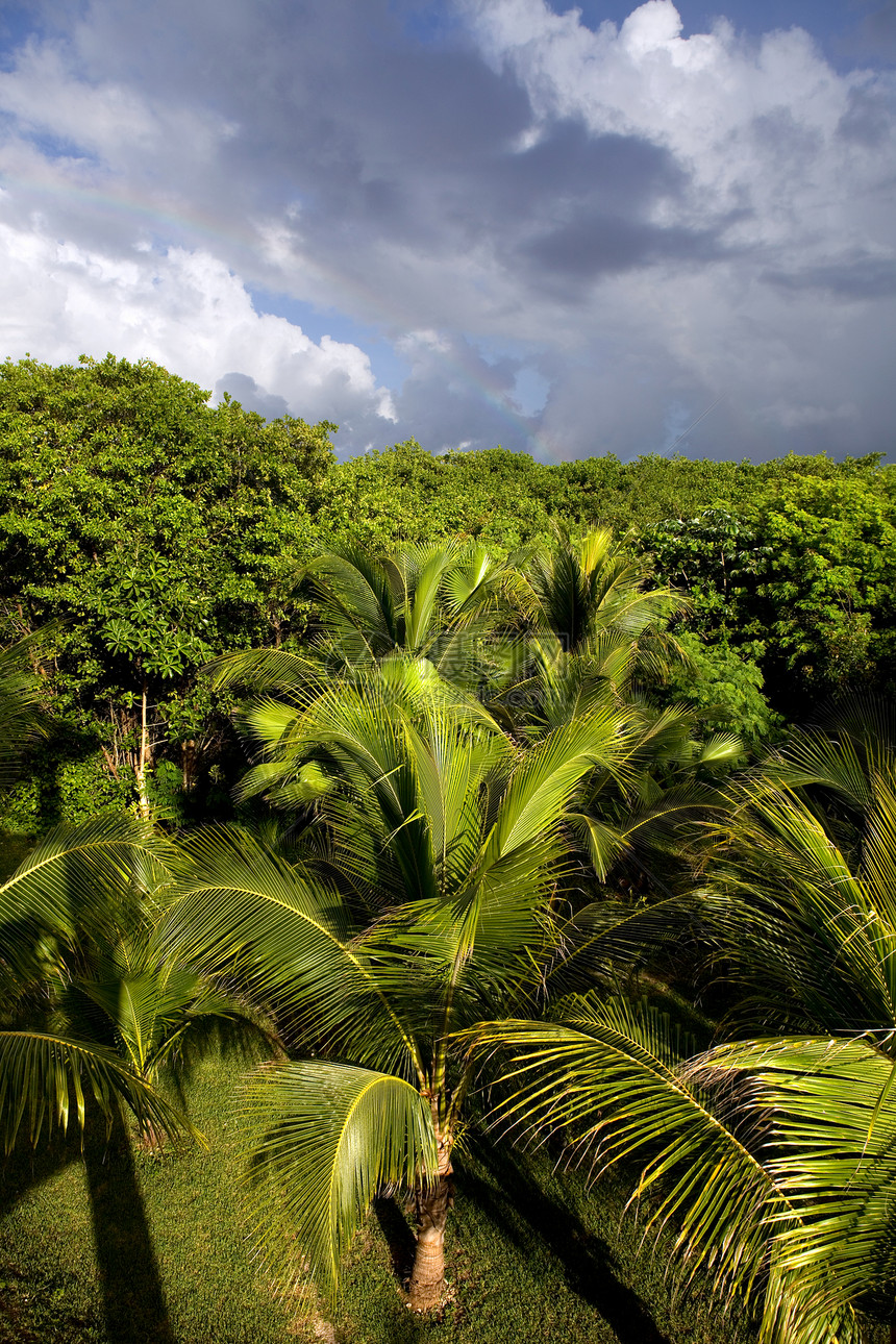 在墨西哥Yukatn的美丽热带雨林图片