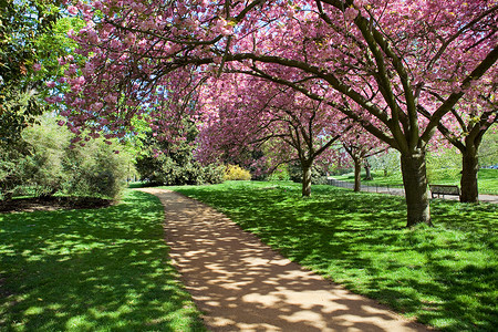英国伦敦海德公园的树图片