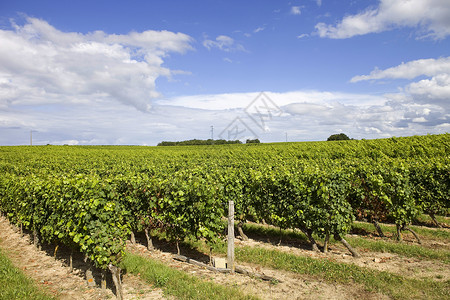 葡萄园在波尔多的乡村法国背景图片