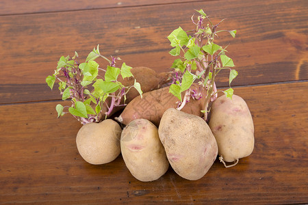 马铃薯在厨房桌上发芽高清图片