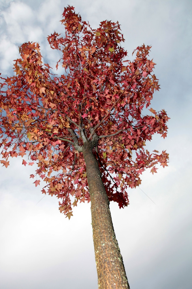 秋树和天空作为背景图片