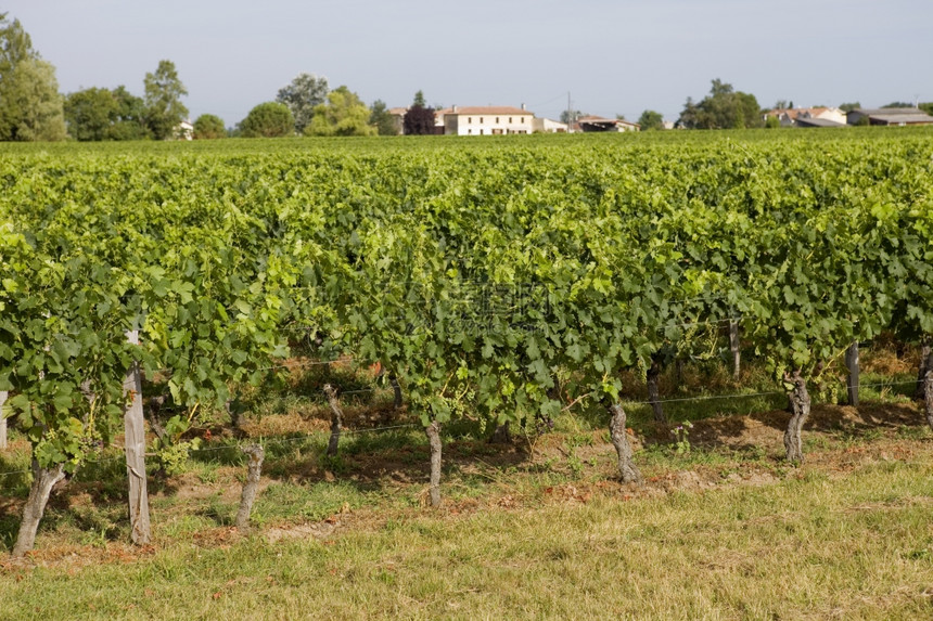 葡萄园在波尔多的乡村法国图片
