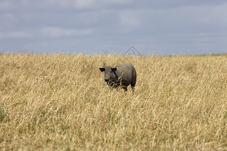 黑猪在阿伦特霍农场里图片