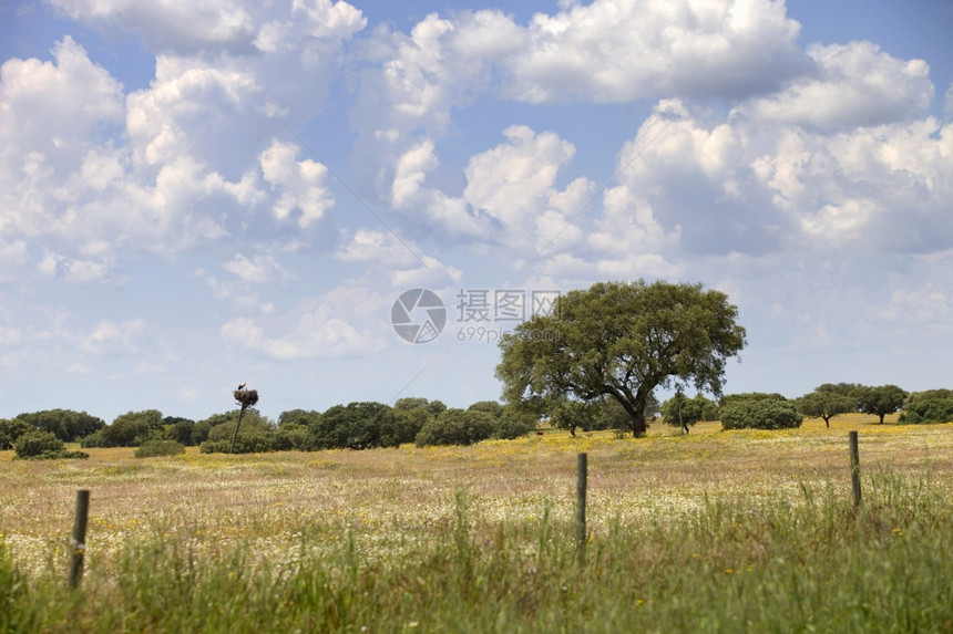 在Portugal以南的Aentjo农场风景图片