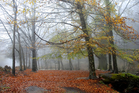 默无闻在葡萄牙公园的森林雾背景