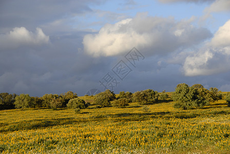 田野中的黄花在Portugal的Aentjo图片