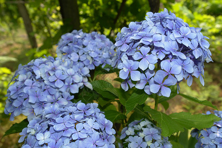 蓝色光速光速hydrange大型植物典的区划花朵背景