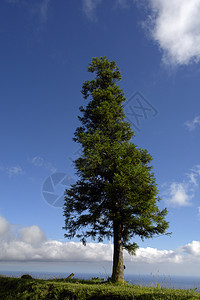 泽尔斯岛沿岸的树上高清图片