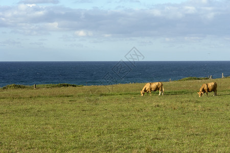 在SaoMiguel海岸养牛图片