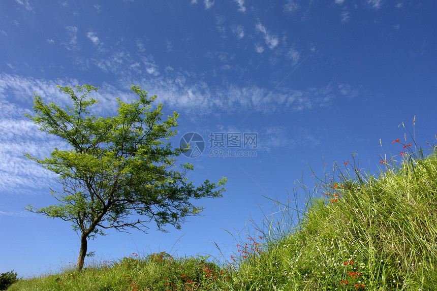 泽尔斯岛沿岸的树上图片