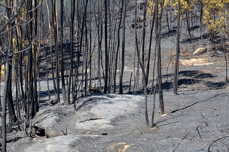 在Pefurgal北部发生大火后森林被烧毁背景