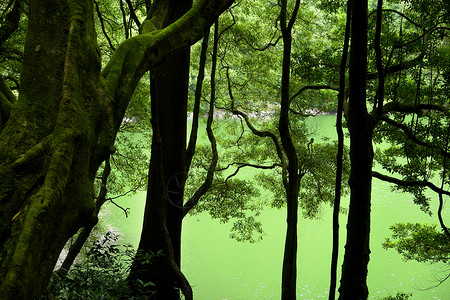 雨林的青绿湖图片