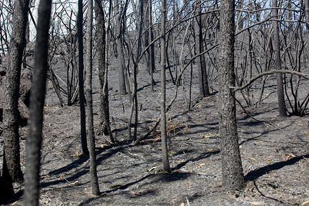 在Pefurgal北部发生大火后森林被烧毁背景图片