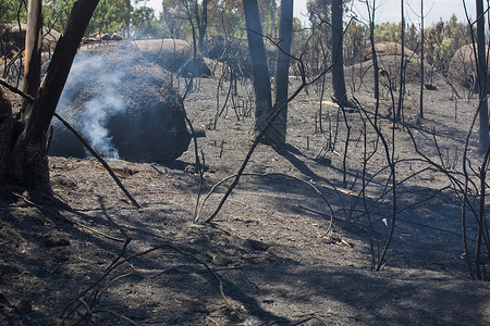 在Pefurgal北部发生大火后森林被烧毁背景图片