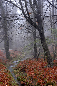 秋天在森林树上喷雾图片
