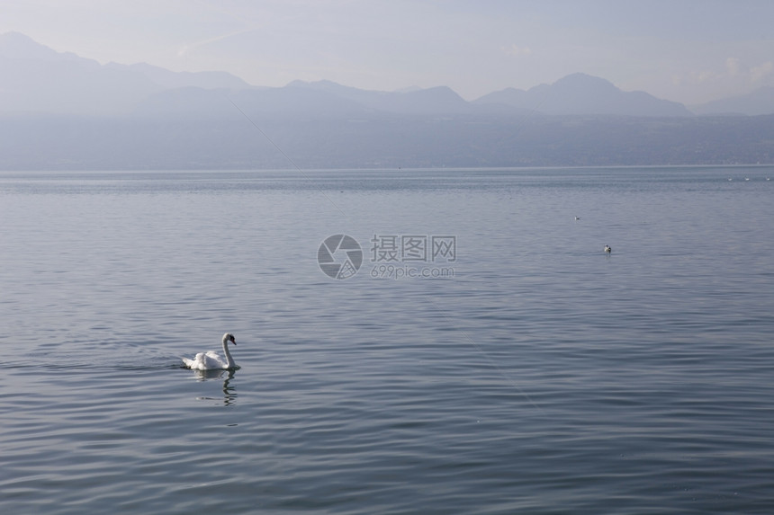 美丽的白天鹅位于瑞士洛桑湖图片