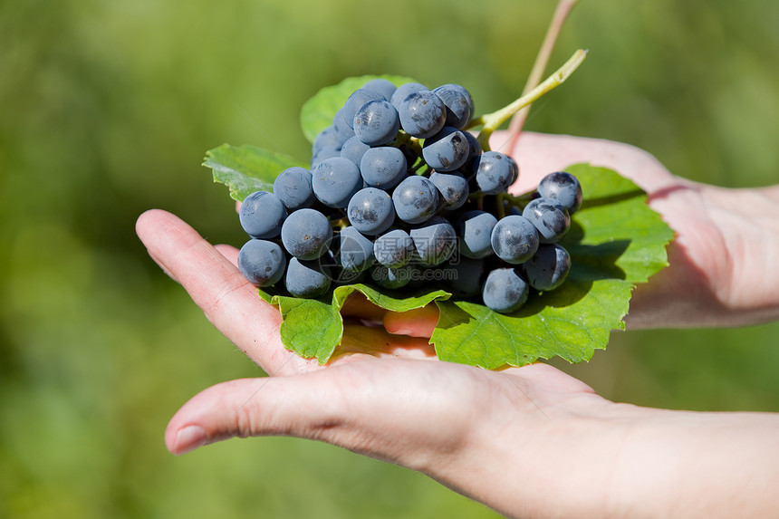 葡萄园里有手握着新鲜的葡萄手握着新鲜的葡萄图片