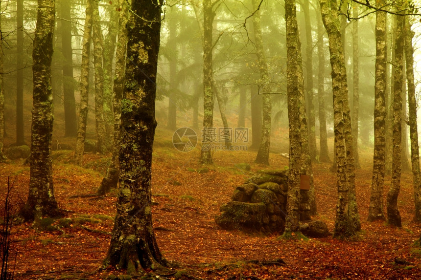 在葡萄牙公园的森林雾图片