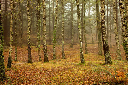 默无闻在葡萄牙公园的森林雾背景