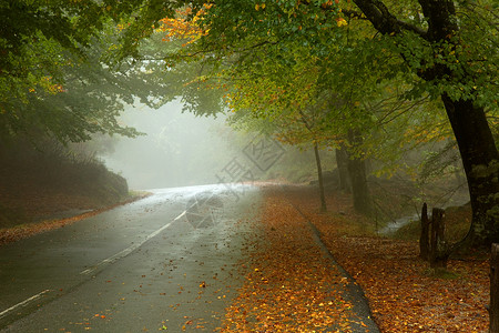 秋天树叶落下在葡萄牙公园的雾中背景