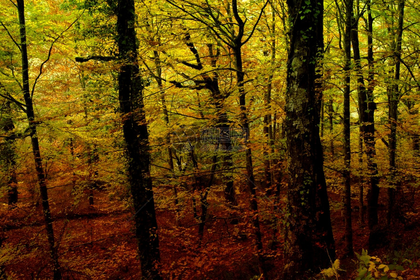 秋天在森林葡萄牙公园图片