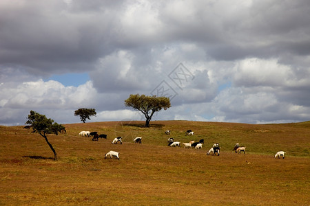 在Portugal以南的Aentjo农场里的动物和树木图片