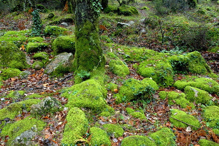 葡萄牙公园绿树图片