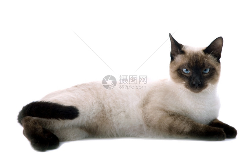 白色背景的年轻猫图片